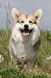 CORGI PEMBROKE 403